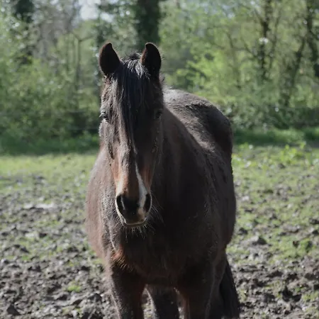 Domaine Des Cypres Panzió