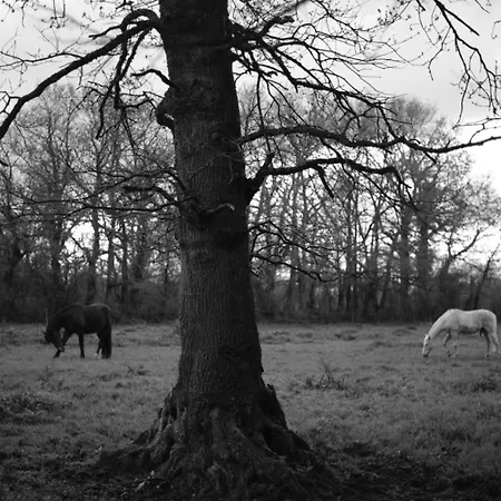 Domaine Des Cypres Bed & Breakfast 3*