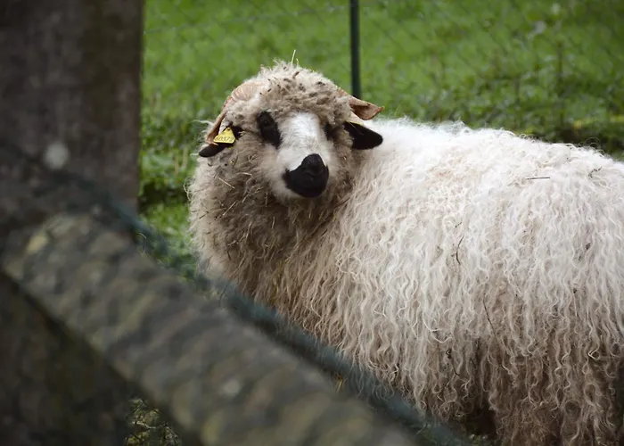 Alojamento de Acomodação e Pequeno-almoço Domaine Des Cypres 3*