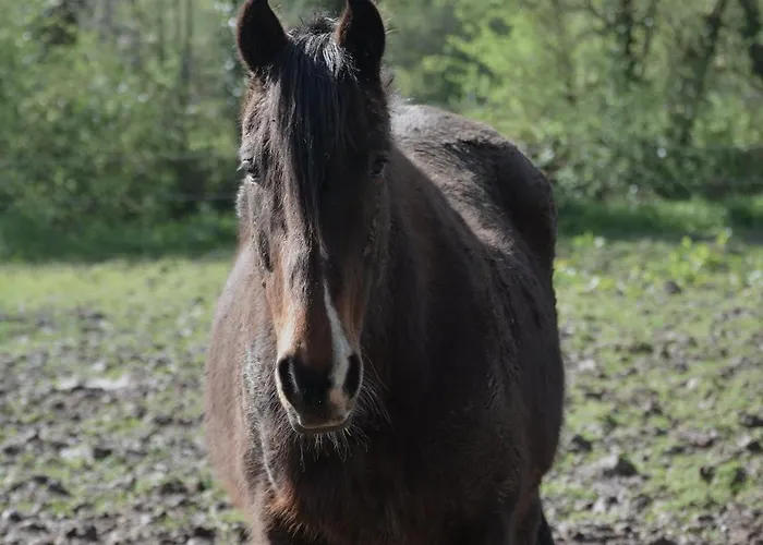 Domaine Des Cypres Alojamento de Acomodação e Pequeno-almoço